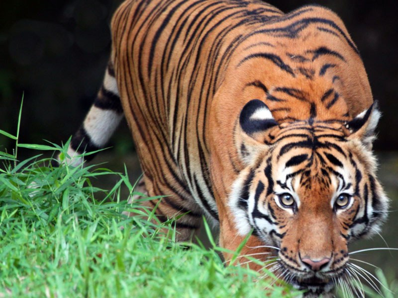 Perhilitan Bimbang Harimau Malaya Hampiri Kepupusan Mynewshub