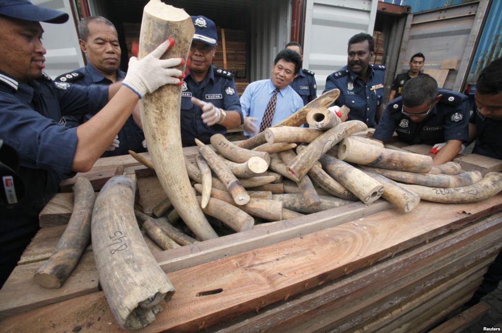 Kastam Rampas 4,624 Gading Gajah Dari 2011 hingga 2014