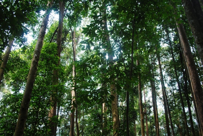 Malaysia hutan simpan di hutan simpan