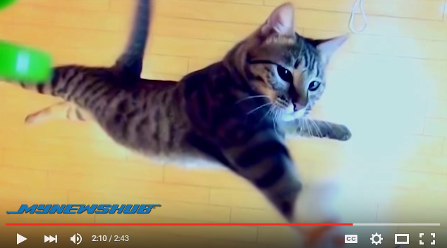 Video Inilah Kucing Pelompat Terbaik Dunia MYNEWSHUB