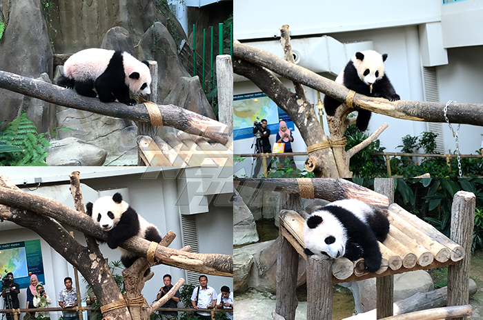 pertandingan namakan anak panda