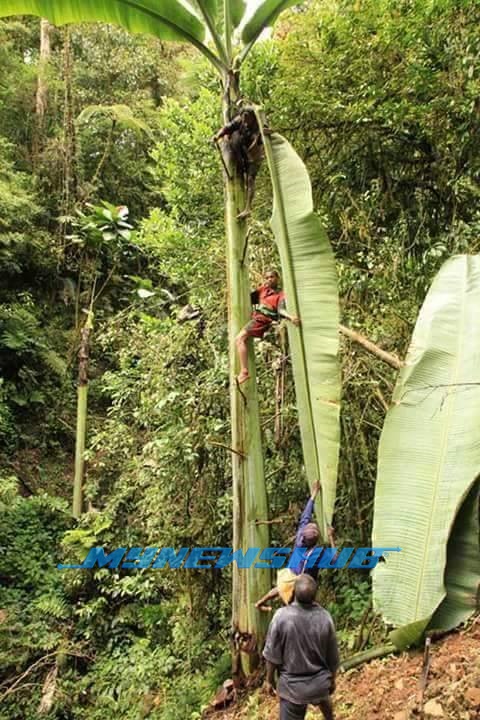 Pohon Pisang Gergasi, Miliki Ketinggian 25 Meter