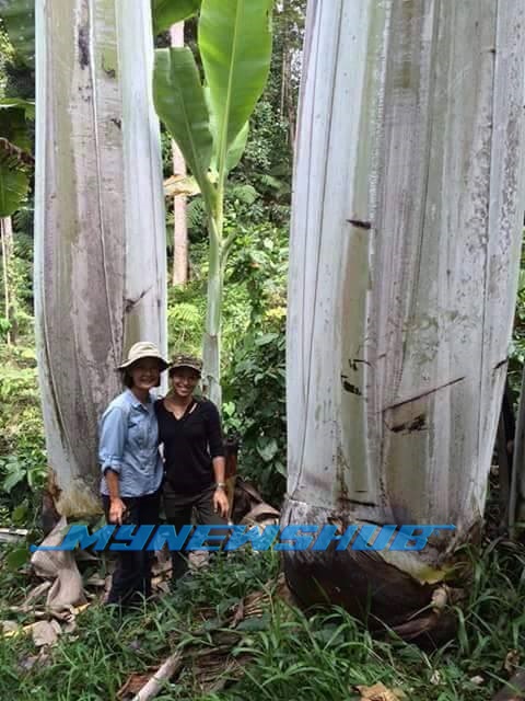 Pohon Pisang Gergasi, Miliki Ketinggian 25 Meter