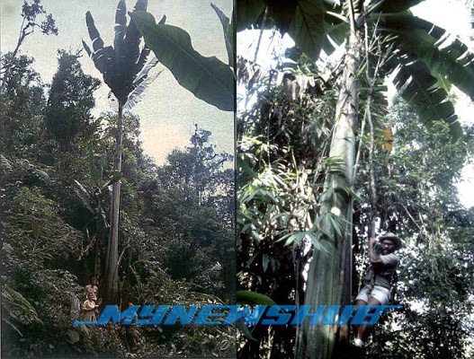 Pohon Pisang Gergasi, Miliki Ketinggian 25 Meter