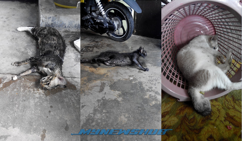 Zalim, Tiga Kucing Mati Diracun Jiran