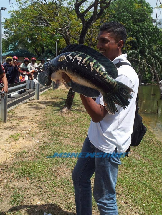 Gara-Gara Ikan Toman, Laluan Motor Federal Highway Jem!