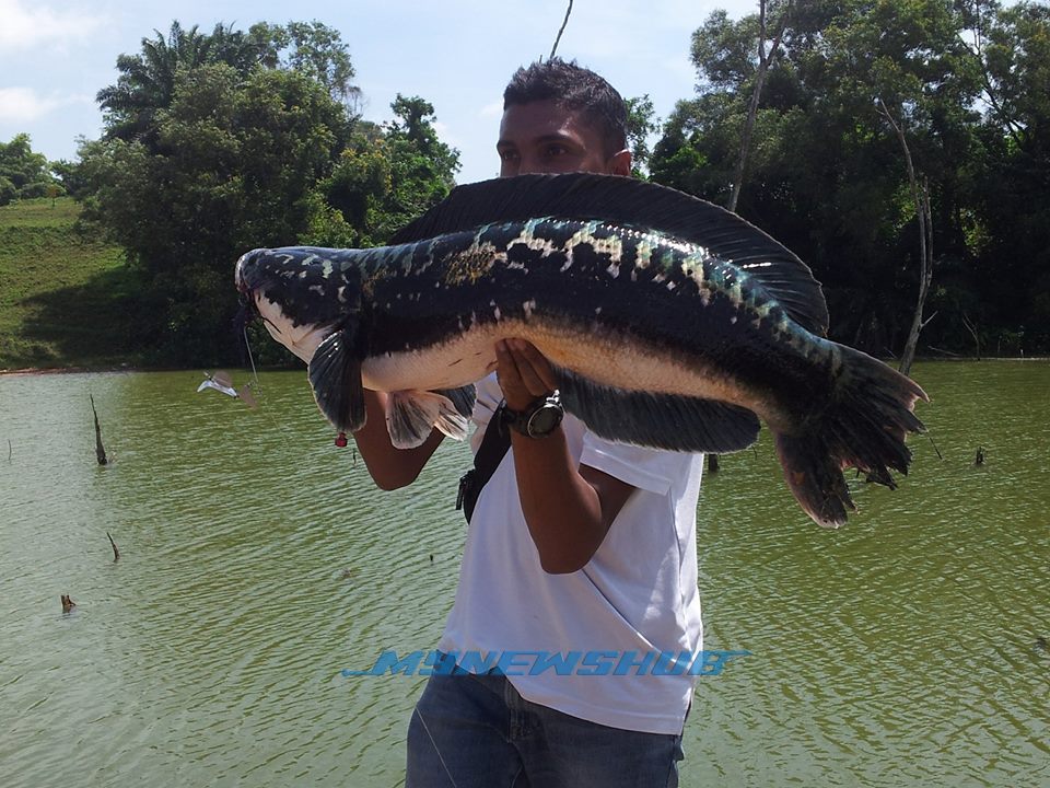 Gara-Gara Ikan Toman, Laluan Motor Federal Highway Jem!