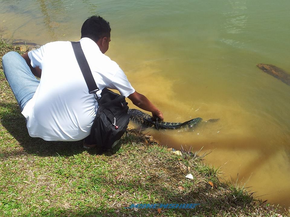 Gara-Gara Ikan Toman, Laluan Motor Federal Highway Jem!