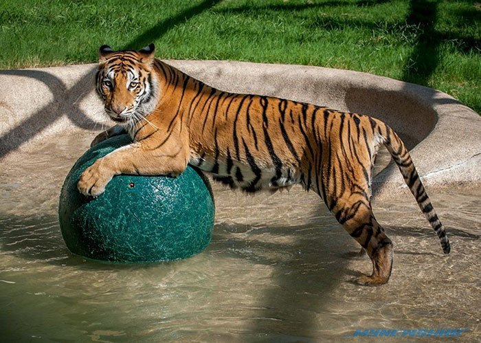 Aasha, Harimau Kurus Kering Berjaya Diselamatkan