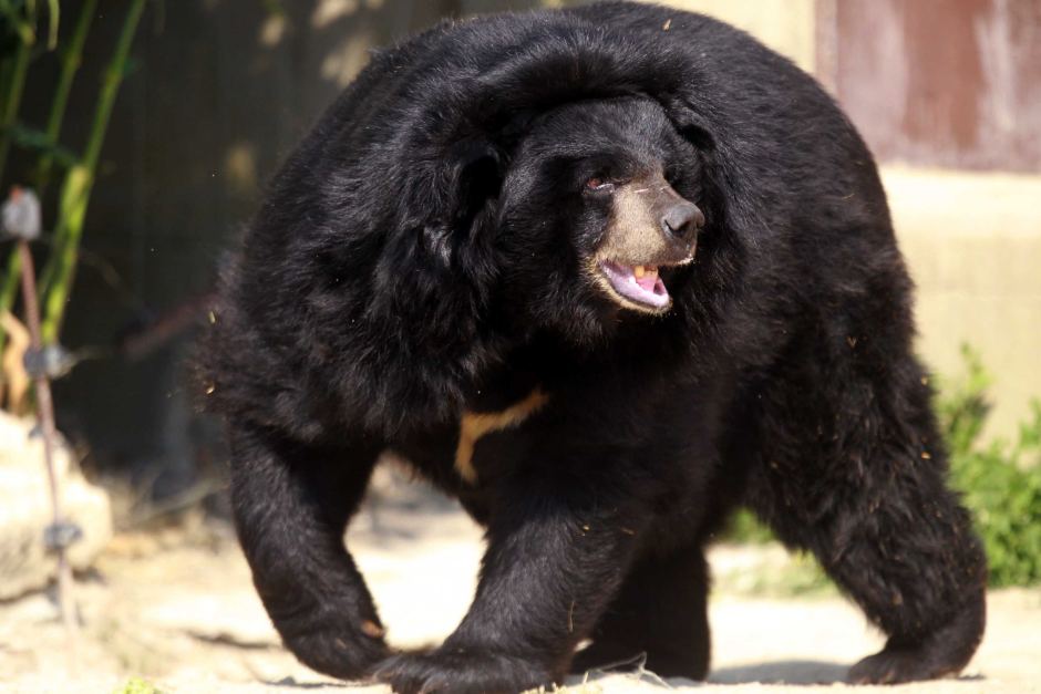 Pekerja Taman Safari Jepun Maut Diserang Beruang