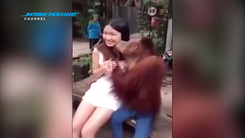 Orang Utan Miang Cium Pelancong Wanita