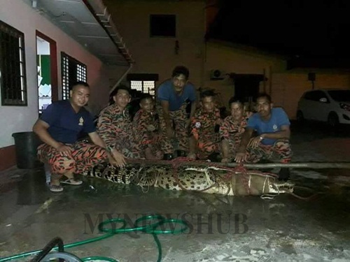 Buaya Betina 8 Kaki Masuk Sekolah Cetus Rasa Panik