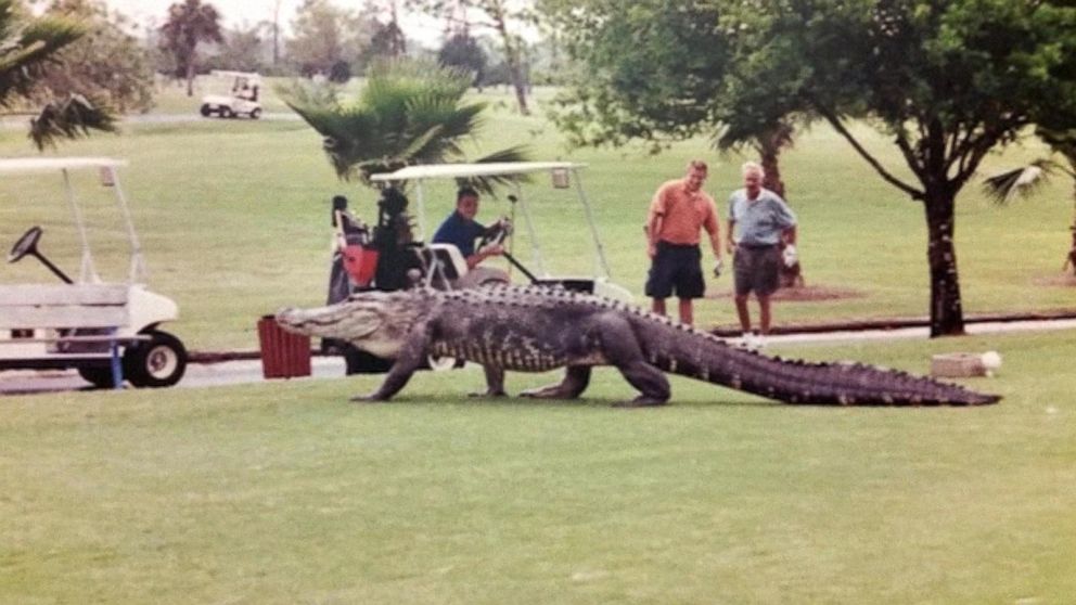 Buaya Gergasi Rentas Semak Berjaya Dirakam Di Florida