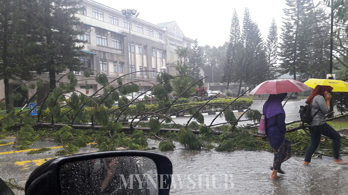 Ribut Landa UIAM Gombak, Pokok Hempap Kereta Staf