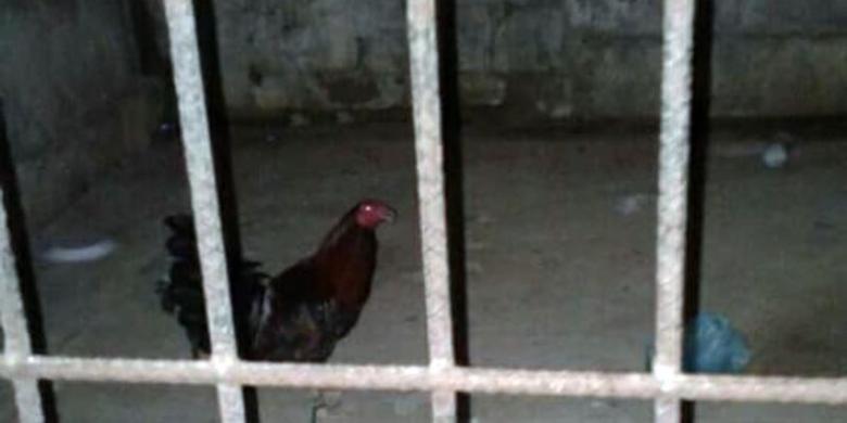 Ayam Jantan Dihukum Penjara Kerana Cetus Kekacauan