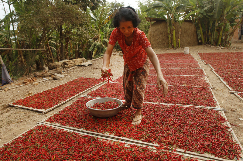 Panik Harga Cili Cecah Rm84 Sekilogram Di Indonesia Mynewshub