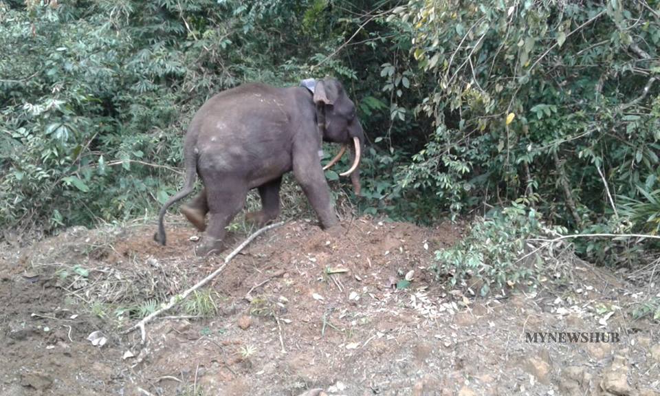 Gajah Menyerupai Haiwan Prasejarah Mati Dibunuh