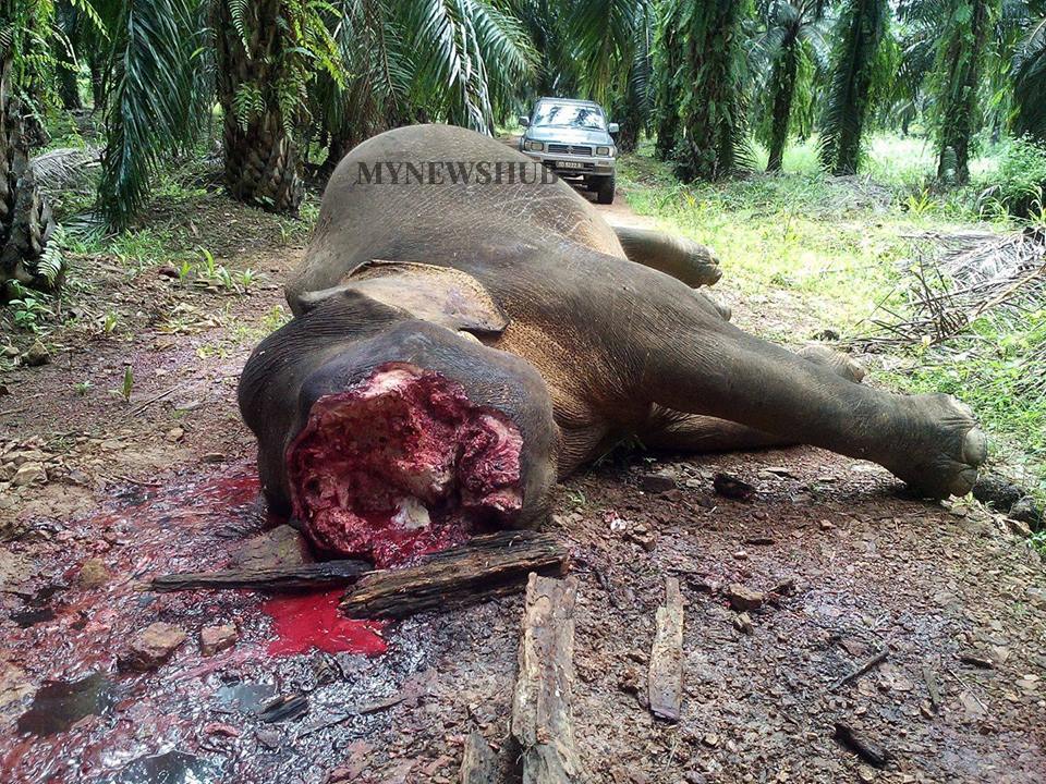 Gajah Menyerupai Haiwan Prasejarah Mati Dibunuh