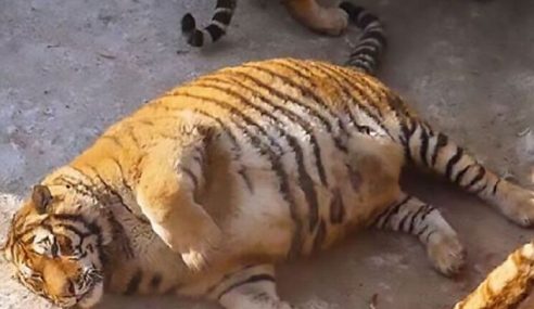 Download 85 Koleksi Gambar Harimau Mati Paling Baru Gratis HD