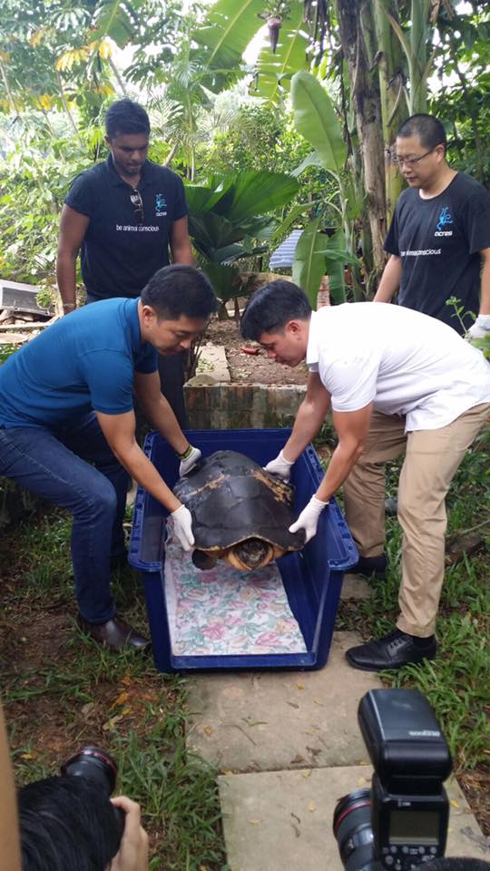 Singapura Pulang Rahayu, Penyu Raksasa Malaysia