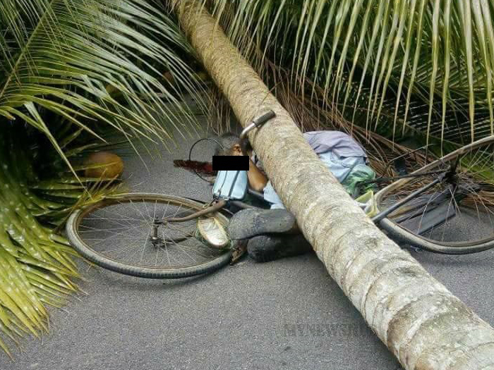 Warga Emas Maut Dihempap Pokok Kelapa...