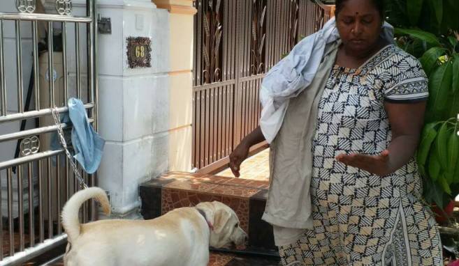 Cubaan Samun Gagal, Anjing Pula Jadi Mangsa