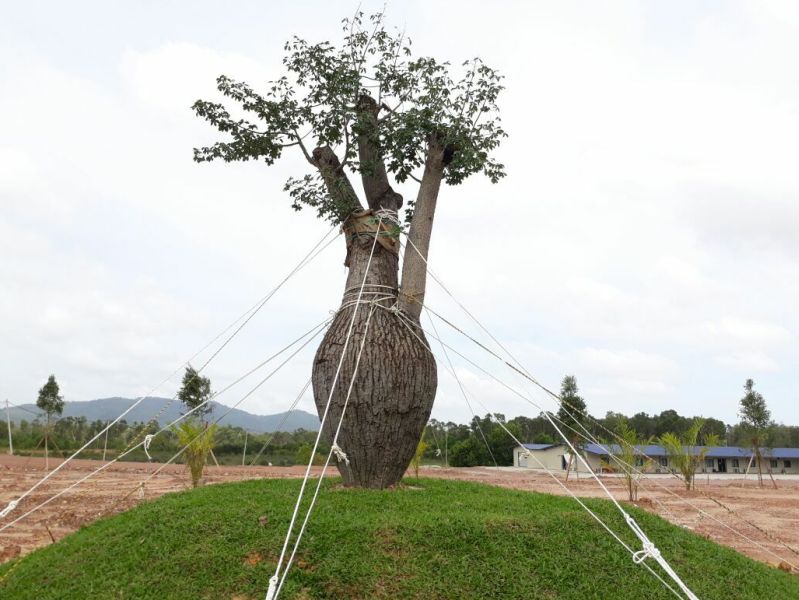 "Pokok RM180,000 Tak Mati, Daun Je Gugur"