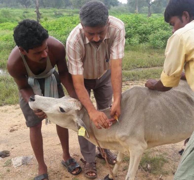 Lembu Suci: Lembu Di India Dapat 'Identiti Unik'