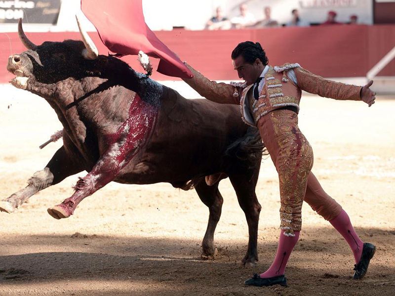 Matador Maut Ditanduk Lembu Jantan - MYNEWSHUB