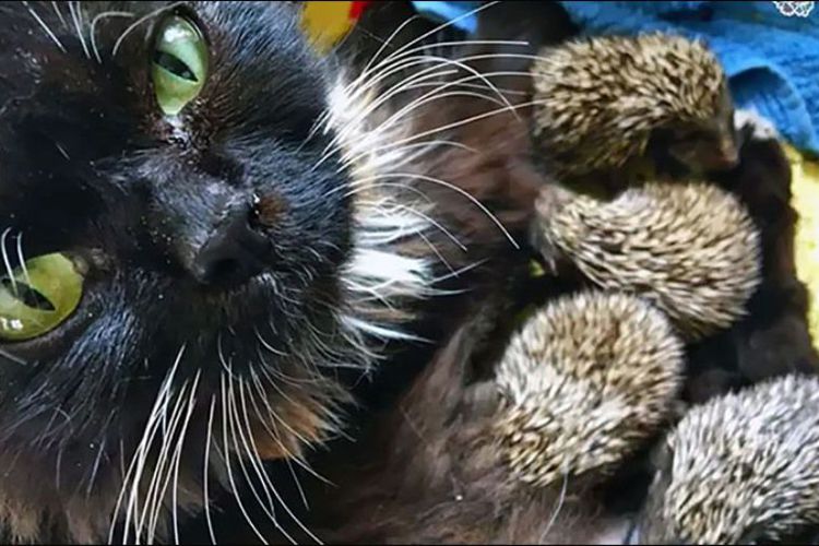 Ibu Maut Dilibas, 8 Anak Landak Disusui Kucing Ini