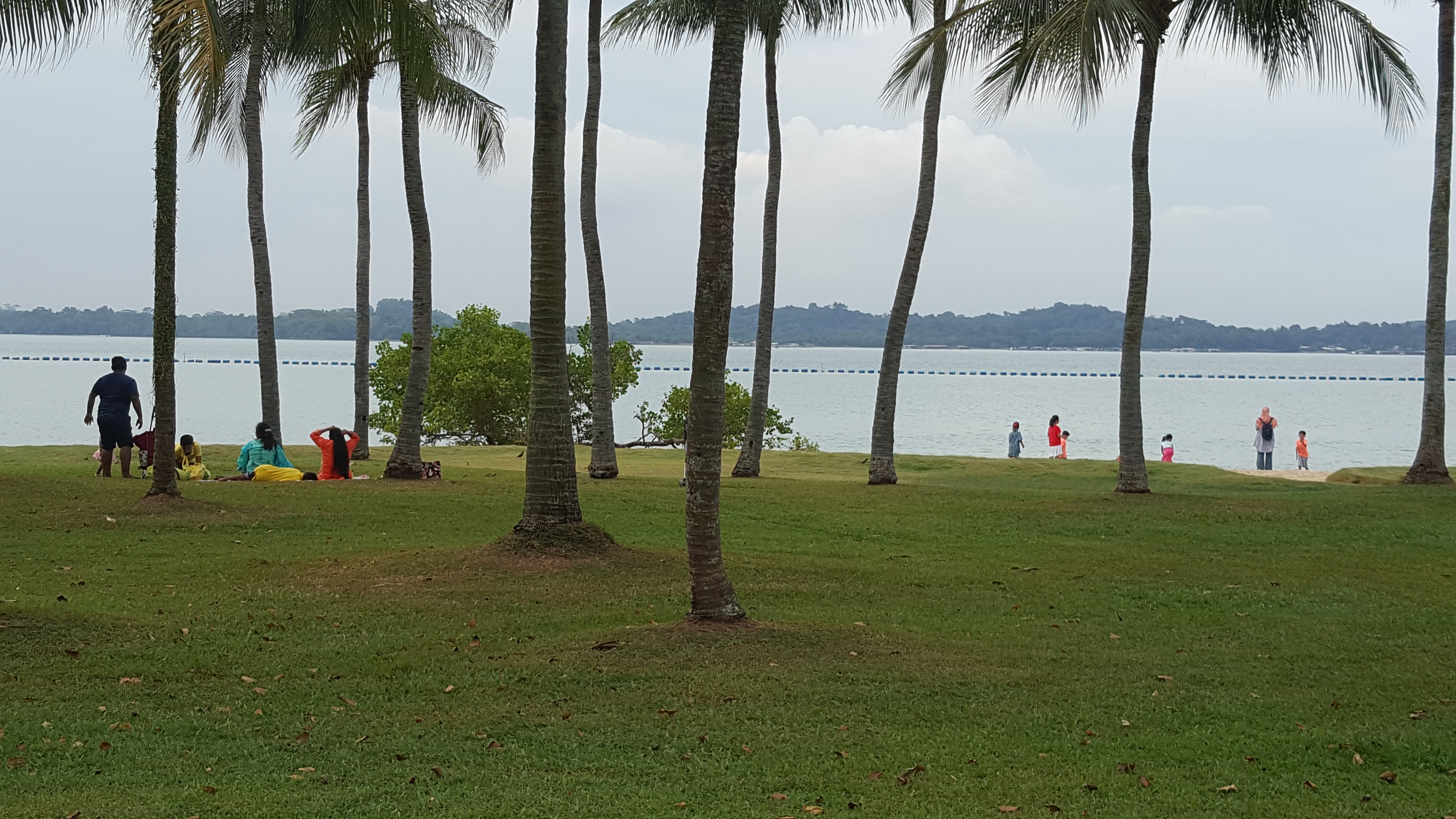 Gempar Buaya Santai Di Taman Piknik Singapura MYNEWSHUB