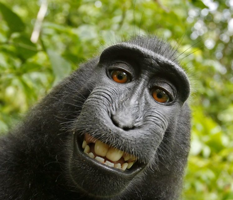 Isu Hak Cipta Swafoto Monyet  Senyum  Diselesaikan MYNEWSHUB