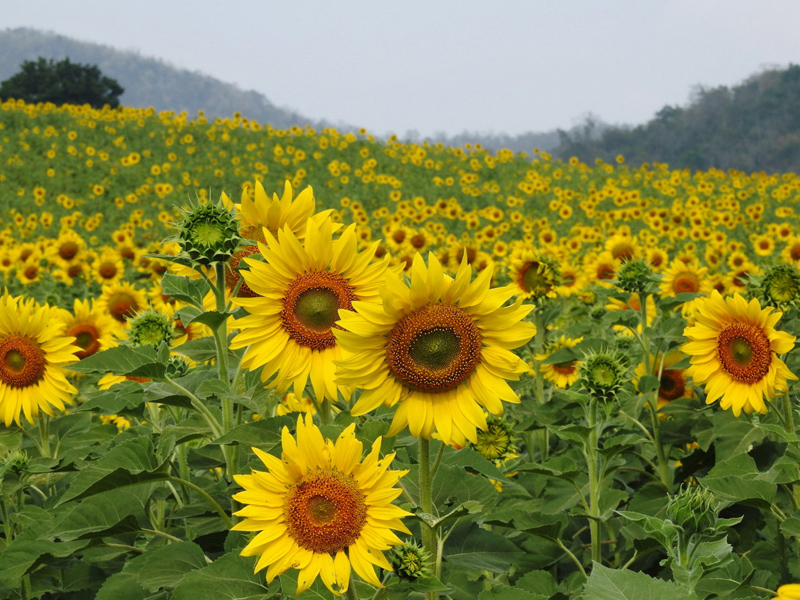 Ladang Bunga  Matahari  Tarikan Popular Di Khao Yai MYNEWSHUB