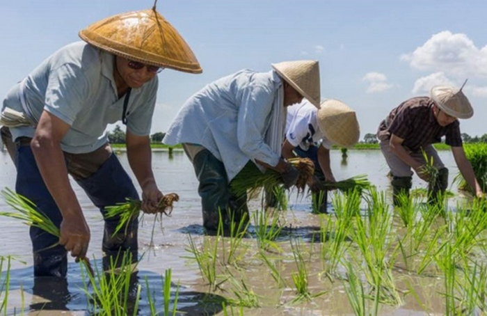 Bantuan Pesawah Sebahagian Sistem Agihan Kekayaan – MYNEWSHUB