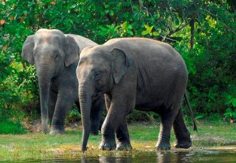 Masyarakat Orang Asli Aring 5 Diganggu Gajah  Liar MYNEWSHUB