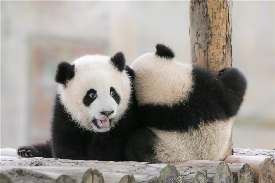 2 Anak Panda Nama 'Bayi Salji', 'Buah Hati Yang Baik ...