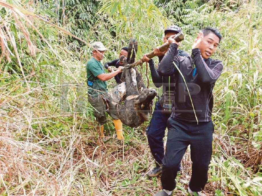 Perhilitan Kesan Trend Simpan 'Ibu Duit' - MYNEWSHUB