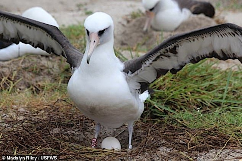 Burung Albatros Berusia 68 Tahun Bertelur Buat Kali Ke 37 Mynewshub