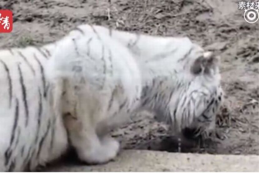 video harimau makan manusia di jambi Harimau Rare Di Zoo Kurus Kering Makan Tanah MYNEWSHUB