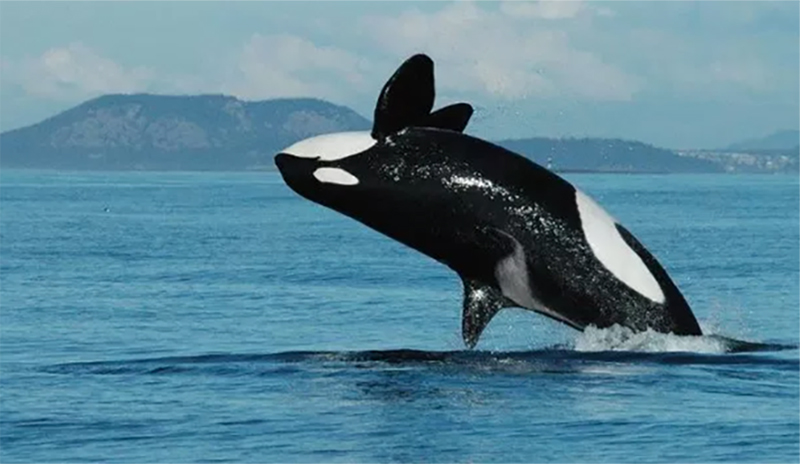 Sepasang Paus Orca Muncul Di Perairan Terengganu Mynewshub