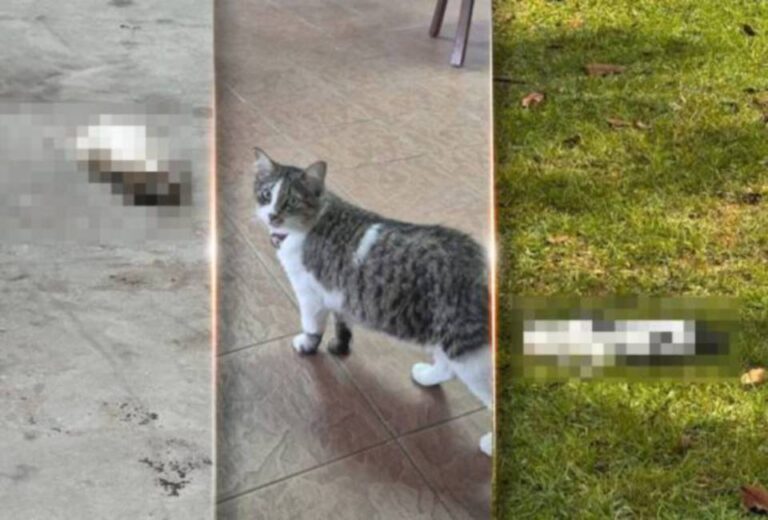 ‘Pihak UM Buat Operasi Dalaman Tangani Anjing Liar, Atasi Masalah Kucing Mati Akibat Haiwan Liar’